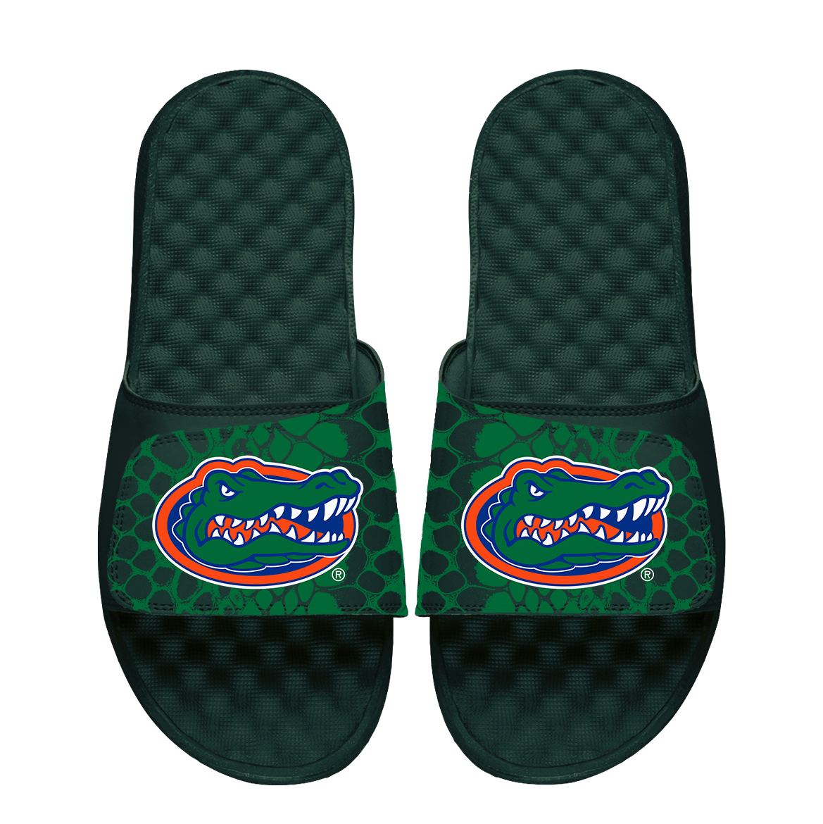 Florida Gators Year of the Snake Slides